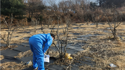 김포시농업기술센터, 과수화상병 및 돌발해충 방제 약제 지원