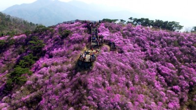 [주말엔] 어서오시겨 고려산 진달래 군락지 3년 만에 개방