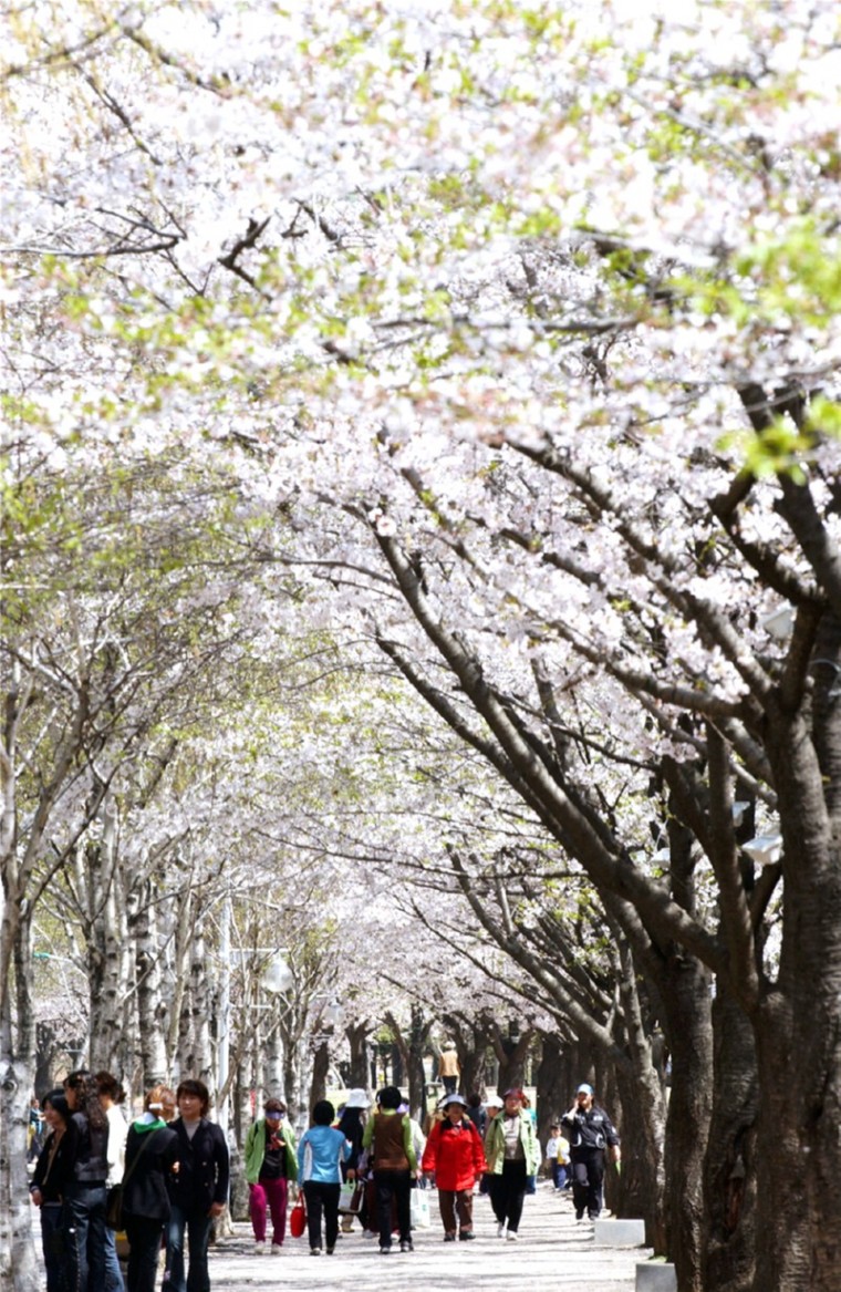 인천대공원 벚꽃길.jpg