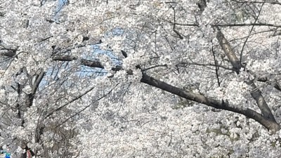 [포토] '인산인해' 부천 원미산 진달래축제