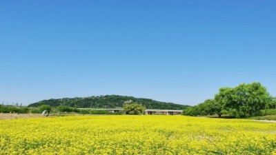 [주말엔] 유채꽃, 영호남 만발... 고양시는 5월 20~28일 축제