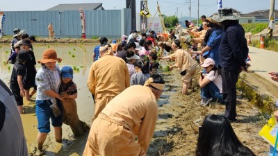 300명 줄 맞춰 전통 모내기... 진풍경 연출