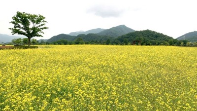 [주말엔] 한탄강 봄꽃정원 개장... 6월까지 유채꽃·메리골드 장관