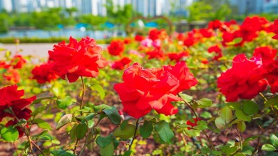 마산동 호수공원으로 장미꽃 구경가요!