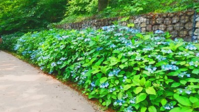 [주말엔] 인천 월미공원 산수국 산책길 걸을까