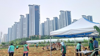 양촌새마을부녀회, 감자 수확해 경로당에 기증... 남은 감자 판매 수익금으로 반찬 봉사도 예정