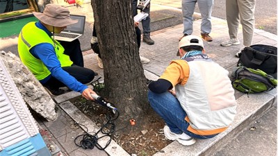 [인천] 가로수 일제 조사... 고사목 제거 등 13만 7천여 주 정비