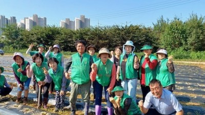 양촌읍 새마을부녀회, 사랑의 김장용 배추 심어