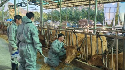 경기도, 공수의사 동원해 럼피스킨병 백신 전 농가에 긴급 접종 추진