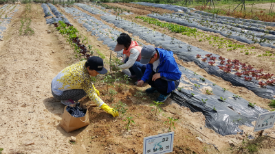 영종도 친환경 주말농장 46면 무료 분양 신청 접수