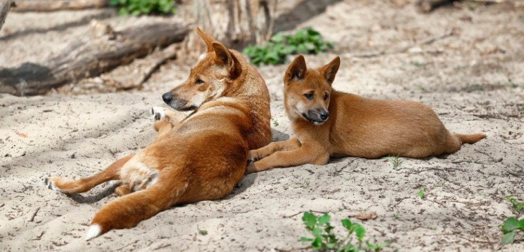 dingo-7180898_1280.jpg