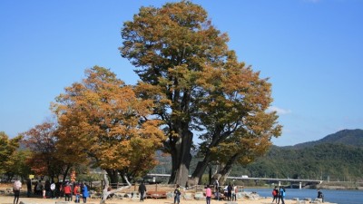 경기도 보호수 관리지원센터 설치 운영 시작... 1,047본 보호수 체계적 관리