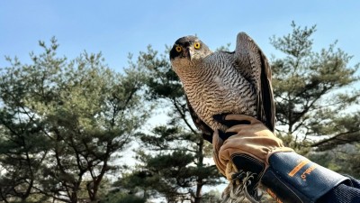 광주 부천서 구조된 천연기념물 참매와 칡부엉이, 치료 마치고 야생 복귀