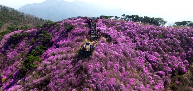 고려산 분홍빛 꽃물결 보러 오시겨! (1).jpg