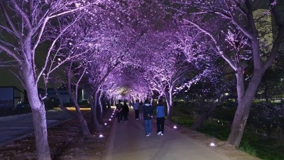 김포시, 계양천 산책로 ‘벚꽃터널’  420m 구간 경관조명 설치 완료