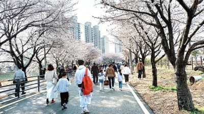 김포 계양천 ‘오롯이 벚꽃’ 문화행사... 4/6~7 이틀 간