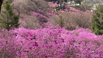 부천시, “진달래·벚꽃·복숭아꽃 축제 이어 튤립·장미 축제도 열려요”