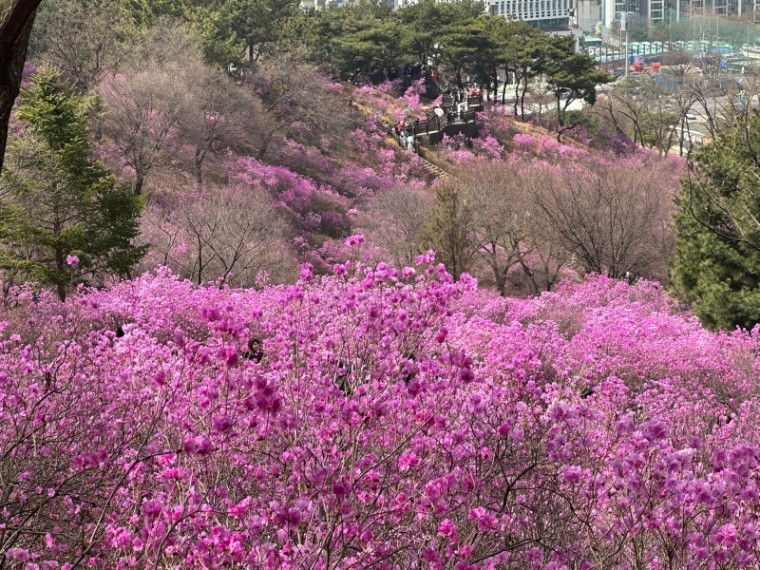 1-1. 원미산 진달래동산을 수놓은 진달래꽃.jpg