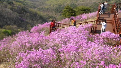 내년 봄에 만나요, 고려산 진달래