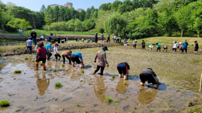 [주말N] 5월 19일, 인천대공원 반디논에 모내기하러 오세요