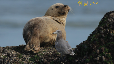 주민들이 관찰한 ‘백령도 점박이물범, 5년 모니터링’ 보고서 나왔다