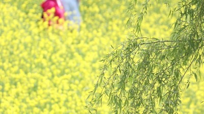 [주말N] 고양시, 창릉천 유채꽃축제 개최... 창릉천 물길 따라 유채꽃 향연