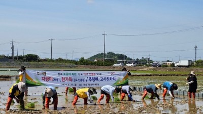 김포 전통 토종 ‘자광벼’ 복원 손모내기 열려... 조선시대 진상 품종