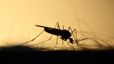 고양 일산서구, 말라리아 주의보... 군집 추정사례 발생