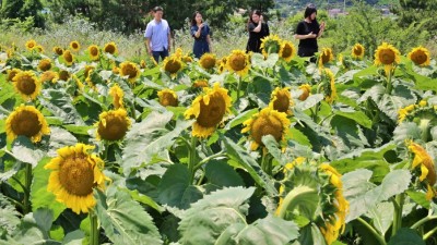 [주말N] 태안 소원면 법산1리 노인들 심은 해바라기 9만 송이 만개