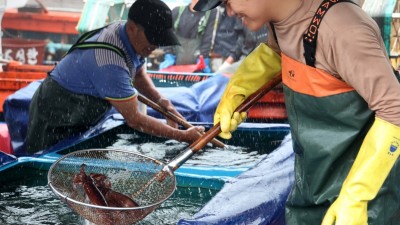 [오징어N] 제1회 태안 신진도 오징어&수산물 축제... 8/2~4 근흥면 신진도항