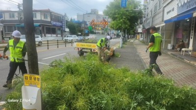 김포시, 집중호우 가로수 피해 신속 복구