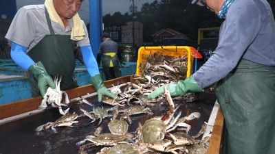 “꽃게가 돌아왔다!” 서해안 가을 꽃게잡이 돌입