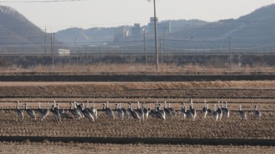 김포시, 재두루미 등 생태계서비스지불제계약 청약 신청 접수