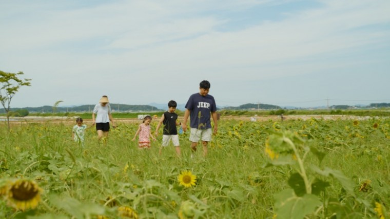 해바라기 축제 조기 종료 (1).jpg