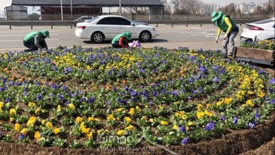 고촌읍 새마을지도자회·부녀회 봄꽃 식재