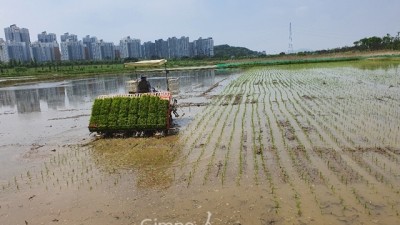 겨울철새 먹이 확보를 위한 모내기 실시