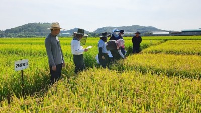 “김포금쌀의 새로운 벼 이름을 지어주세요”